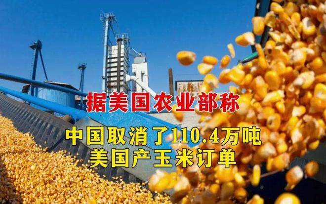 中國(guó)取消110.4萬(wàn)噸美國(guó)玉米進(jìn)口訂單！玉米供需格局正在發(fā)生巨變(圖文)